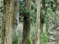 -天目山大树王景区