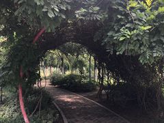 -合肥滨湖国家森林公园