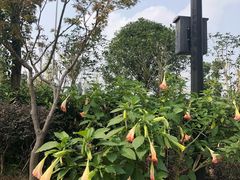 -枫香湖儿童公园