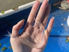 -楠溪江风景名胜区