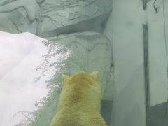 -海合安成都极地海洋公园
