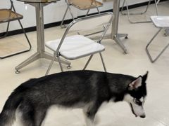-共舞时光猫咖·狗咖(新街口店)
