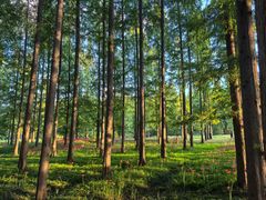 -黄海国家森林公园