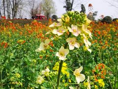 -中国天府农业博览园