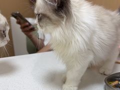 -瑞派康怡24h宠物医院·犬猫医疗中心·微创绝育(瑞景分院)