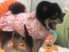 -BABYDOG宝贝狗宠物乐园(欧洲城店)