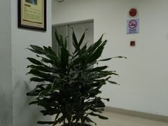 -上海中医药大学附属曙光医院(东部)