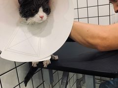 -钦宠·猫咪售卖·洗护·寄养(东圃旗舰店)