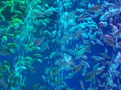 -成都浩海立方海洋公园