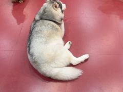 -和它·交个朋友·狗咖猫咖(爱琴海店)