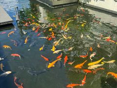 -广州白天鹅宾馆