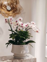-YESIDO椰岛美容