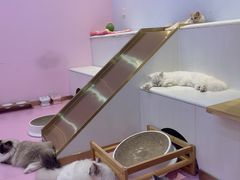 -爪爪喵星球·猫舍(前海卓越店)