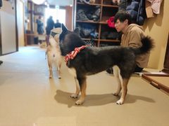 -豆柴町-柴犬主题狗咖(红鼎国际C座店)