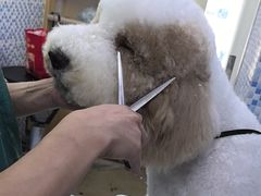 -宠颐生宠物医院·心肾内科·猫专科诊疗中心宠巢店