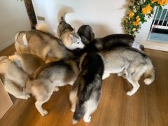 -Husky Go! 哈士奇体验馆·宠物咖啡厅狗咖