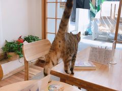-猫的天空之城概念书店(苏州平江店)