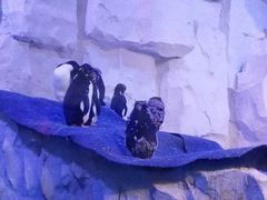 -华夏文旅西安度假区