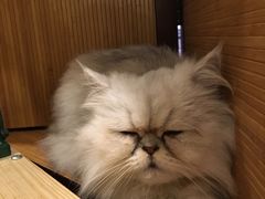 -more than meow吴止猫主题餐厅(承德 中船汇店)