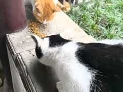 -西园寺素食(西园弄戒幢律寺店)