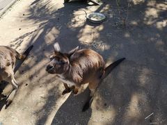 -费瑟代尔野生动物园