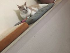 -鼓捣猫呢主题猫咖店