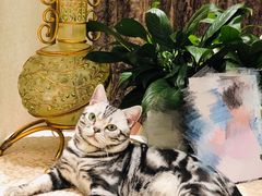 -猫大福·Fortune Cat猫舍(百子湾店)