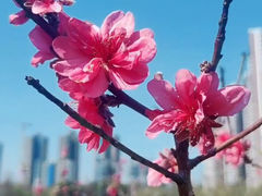 -广东花都湖国家湿地公园