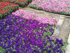 -龙大花卉苗木市场