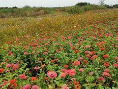 -合肥滨湖国家森林公园