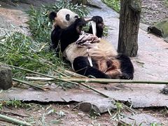 -都江堰中华大熊猫苑