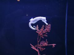 -上海海洋水族馆