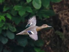 -重庆彩云湖湿地公园