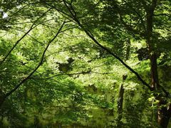 -杭州植物园