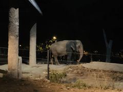 -清迈夜间动物园