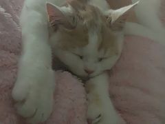 -喵的天空名猫咖啡馆·撸猫·猫舍·用品