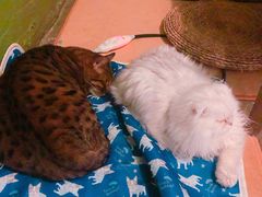 -猫猫幼稚园·撸猫·桌游·电玩