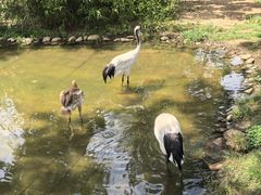 -西霞口神雕山野生动物世界