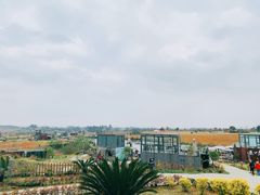 -空港花田景区