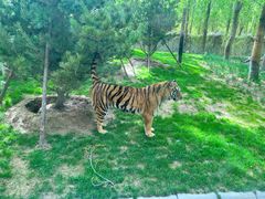 -北京野生动物园