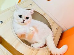 -三花喵·撸猫购宠·宠物生活馆(虹桥南丰城店)
