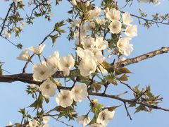 高东镇樱花园-高东镇樱花园