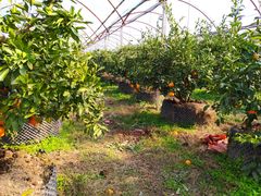 -前小桔亲子创意农场·草莓采摘·露营烧烤