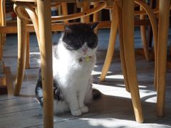 -海边的猫和咖啡馆