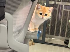 -lincat·猫舍(广州店)