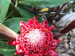 -中国科学院西双版纳热带植物园