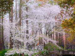 -上海共青森林公园