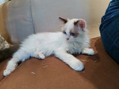 -藏猫猫咖啡主题馆(中央大道店)