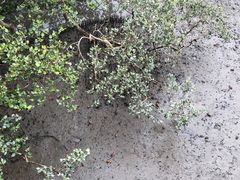 -北海金海湾红树林生态旅游区