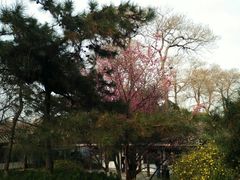 -西安青龙寺遗址景区